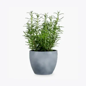 product-image-5_optimized Faucibus Interdum